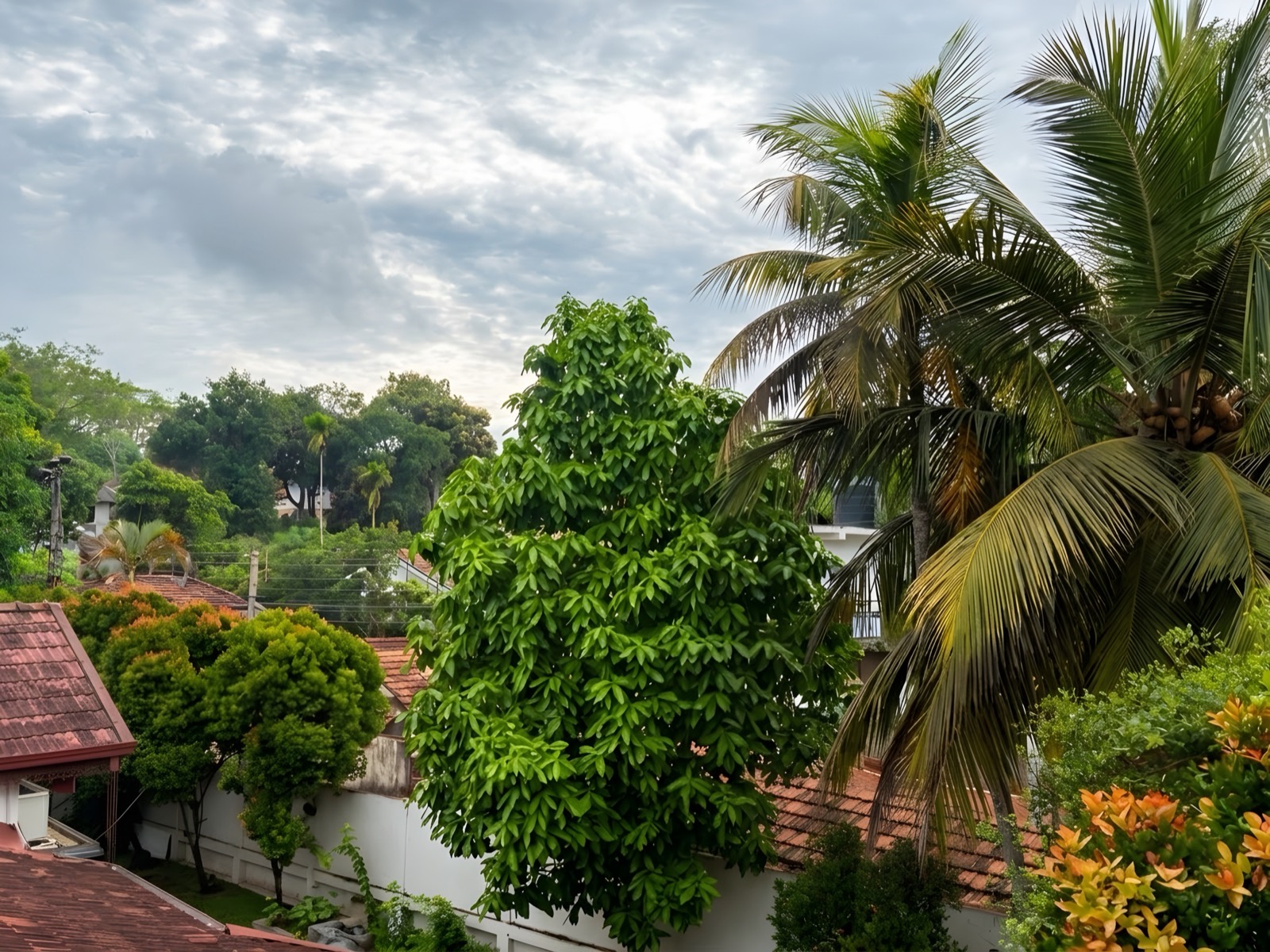 Coconut palms and tropical greenery seen from the balcony of Hirikatiya Ocean House